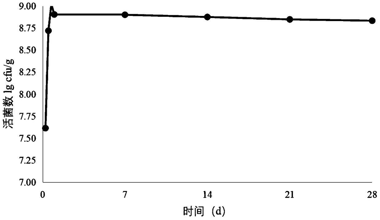 Sour cream obtained by cooperative probiotic fermentation and containing rich active bacteria and preparation method thereof