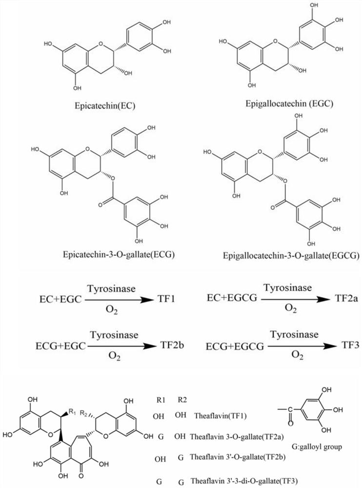 Tyrosinase mutant and application thereof