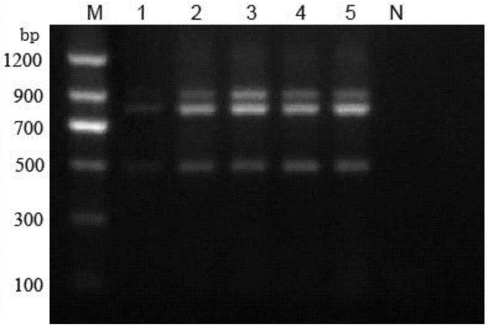 RT-PCR (Reverse Transcription-Polymerase Chain Reaction) method for detecting porcine reproductive and respiratory syndrome virus (PRRSV) classical strains, high-pathogenicity variant strains and NADC-30 strains