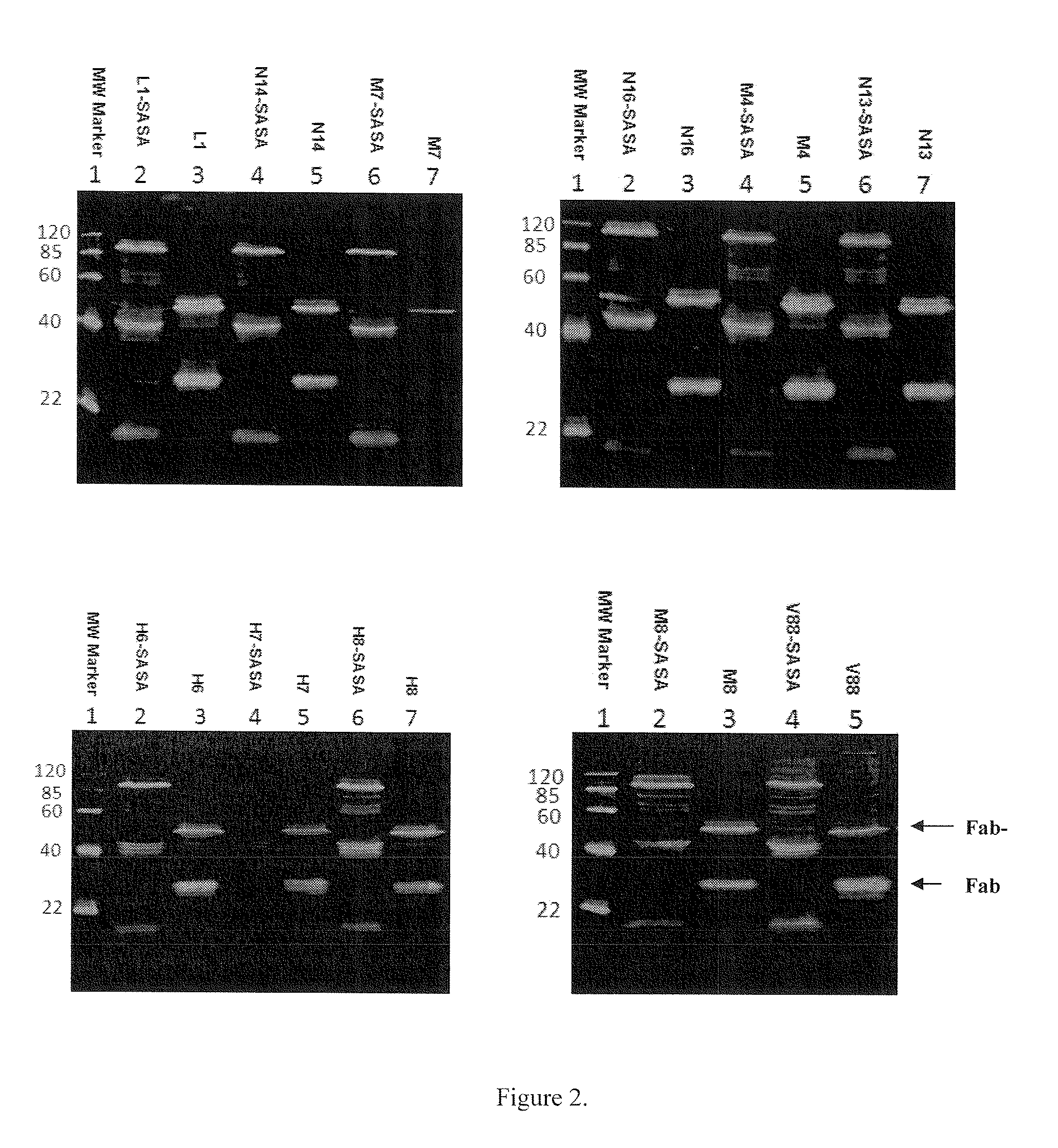 Methods and systems for increasing protein stability