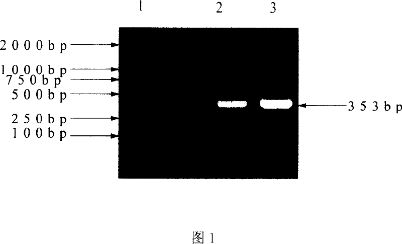 Macrophagocyte transfer inhibition factor monoclonal antibody and method for making same