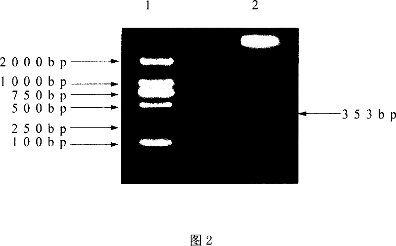 Macrophagocyte transfer inhibition factor monoclonal antibody and method for making same