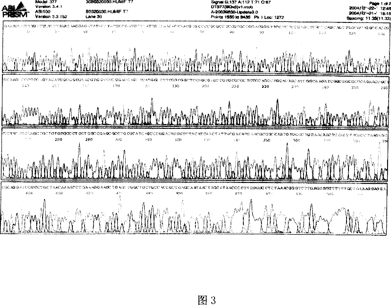 Macrophagocyte transfer inhibition factor monoclonal antibody and method for making same