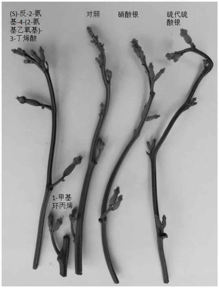 Method for inducing hermaphrodite flowers of Luo Han Guo