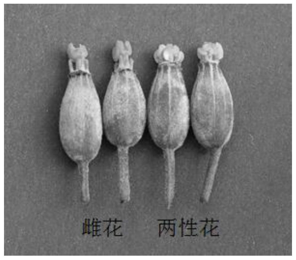 Method for inducing hermaphrodite flowers of Luo Han Guo