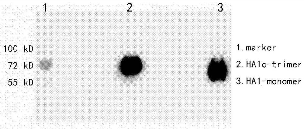 Influenza virus trimer subunit vaccine and application thereof