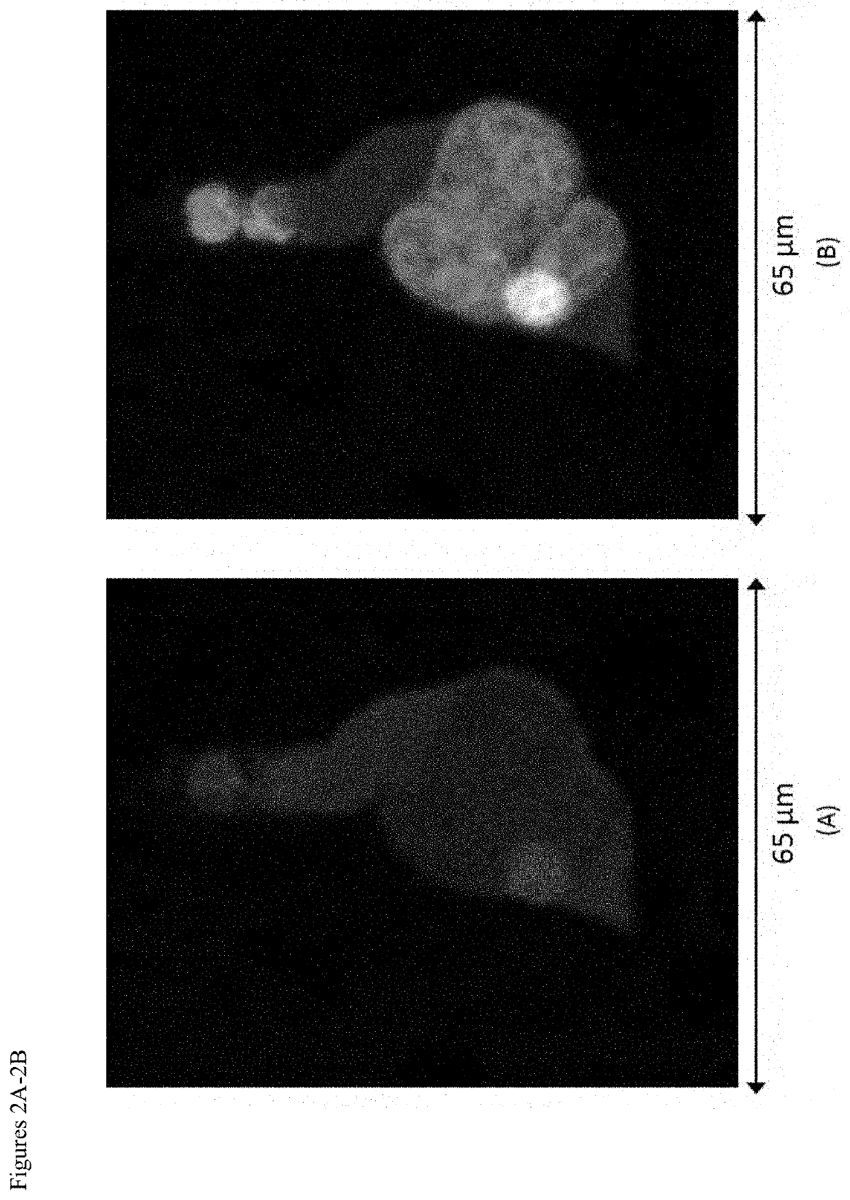 Use of circulating cell biomarkers in the blood for detection and diagnosis of diseases and methods of isolating them