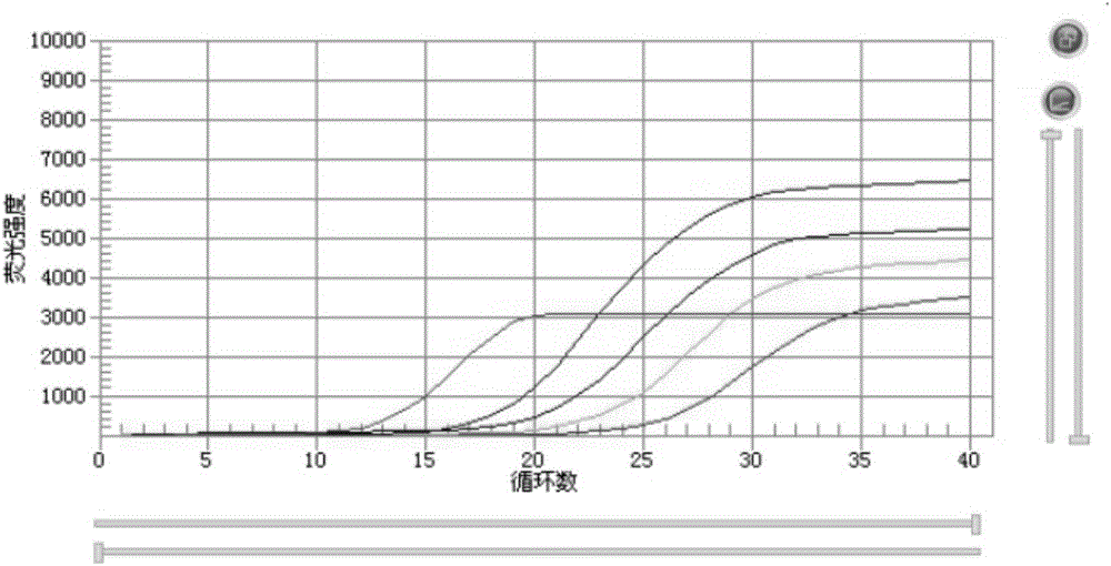 Bovine mycoplasma Taqman fluorescence PCR kit and using method thereof