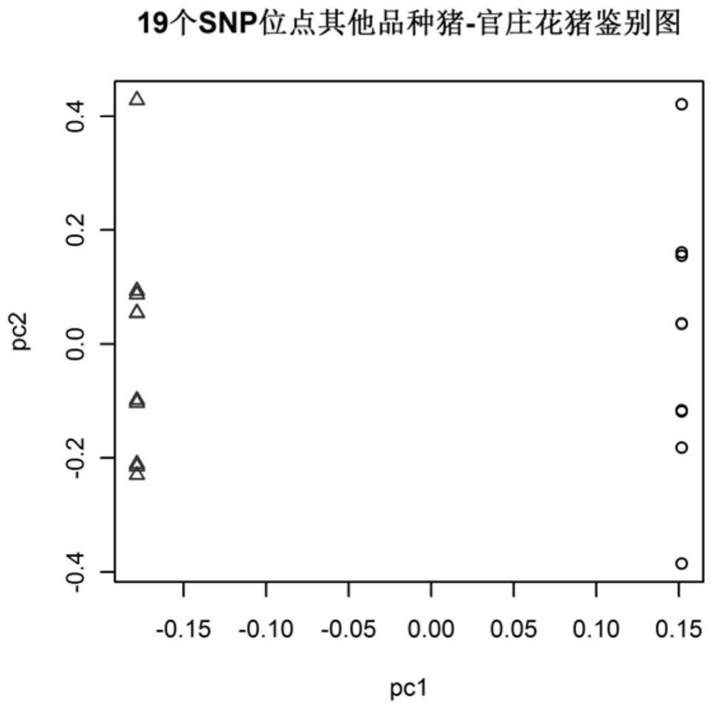 Guanzhuang Huapig SNP site, SNP chip and detection primer combination, detection kit and its application, and germplasm identification method