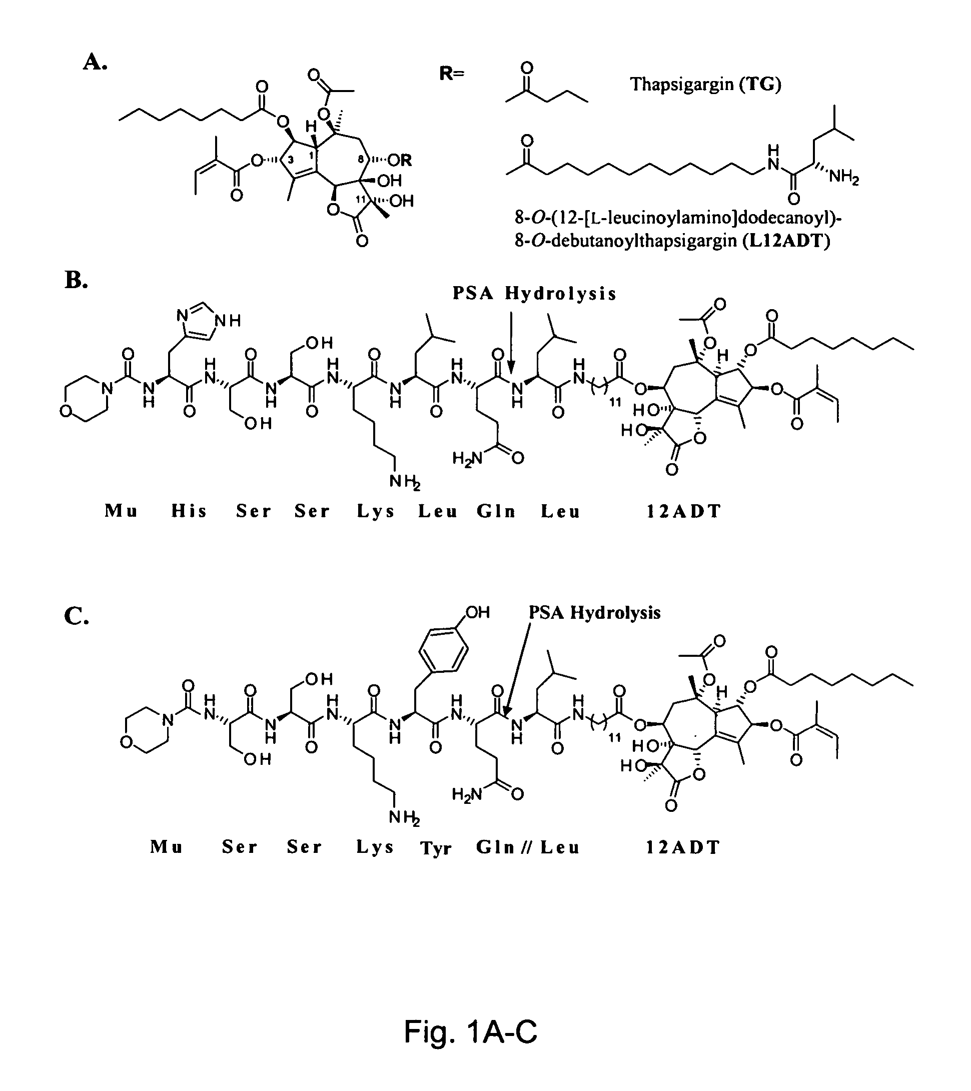 Tumor activated prodrugs