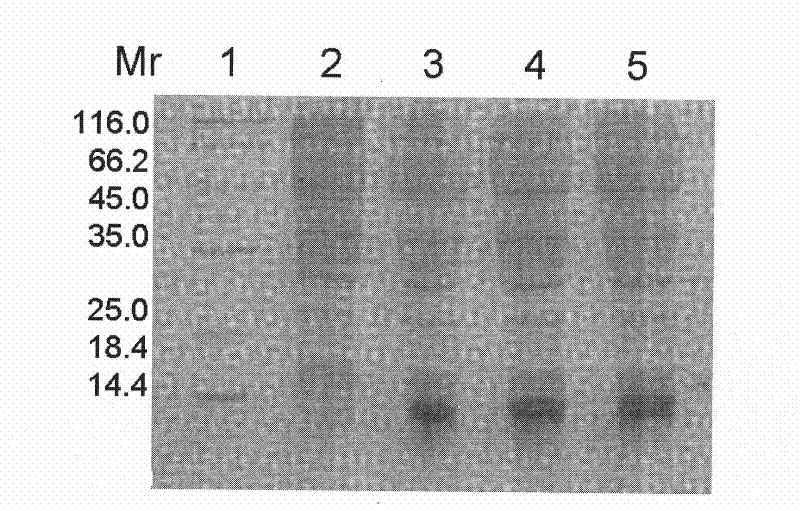 Double-functional fusion protein based on antibacterial peptide, preparation method and applicaitoin thereof