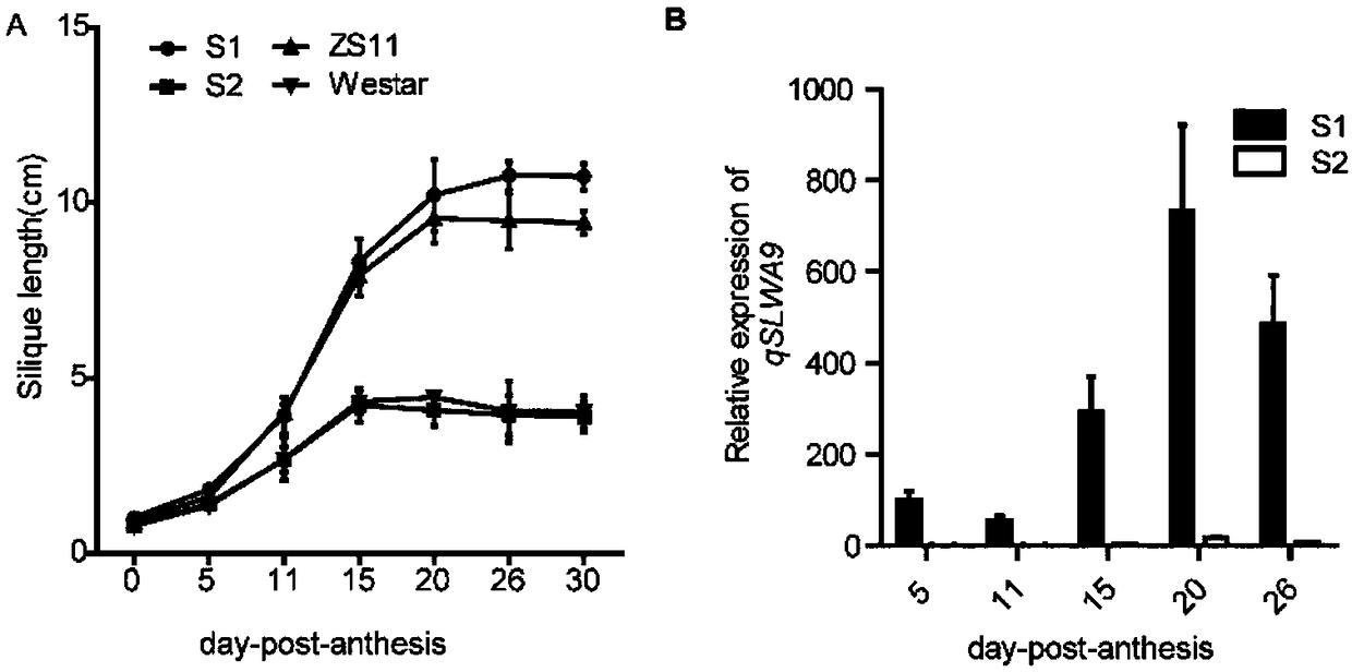 Identification of enhanced gene expression sequence in cabbage type rape and application thereof