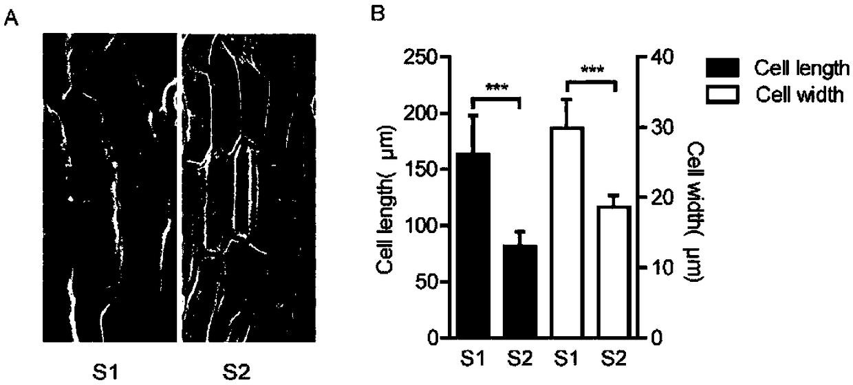 Identification of enhanced gene expression sequence in cabbage type rape and application thereof