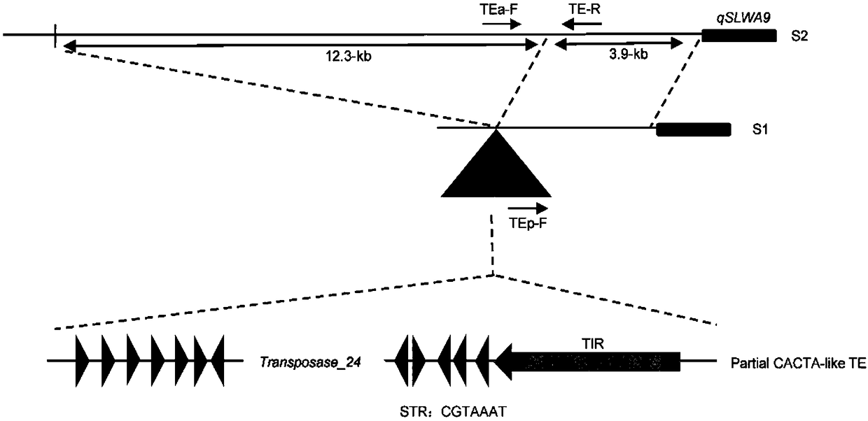 Identification of enhanced gene expression sequence in cabbage type rape and application thereof