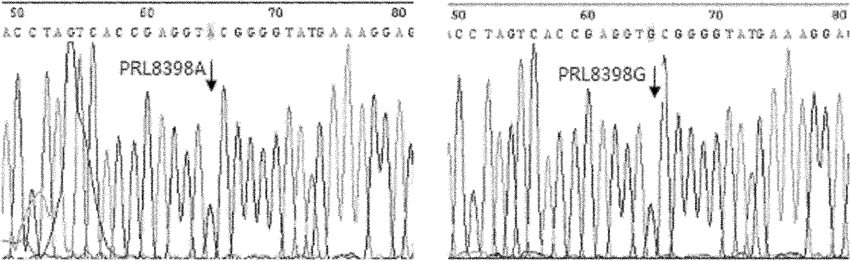 Method for detecting molecular marks of butter-fat content of Chinese Holstein by utilizing LDR technology