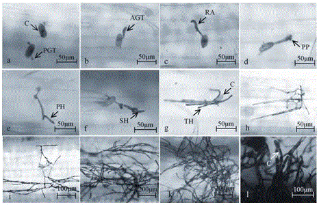 The Sequence and Application of Introgression of 6vs DNA in Wheat Powdery Mildew Resistant Near-isogenic Lines