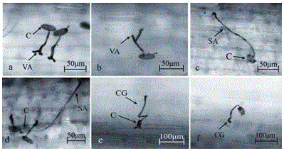 The Sequence and Application of Introgression of 6vs DNA in Wheat Powdery Mildew Resistant Near-isogenic Lines