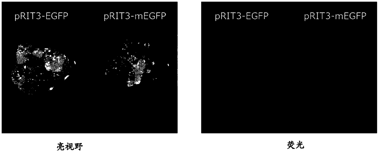 Method for converting monocot plant genome sequence in which nucleic acid base in targeted DNA sequence is specifically converted, and molecular complex used therein