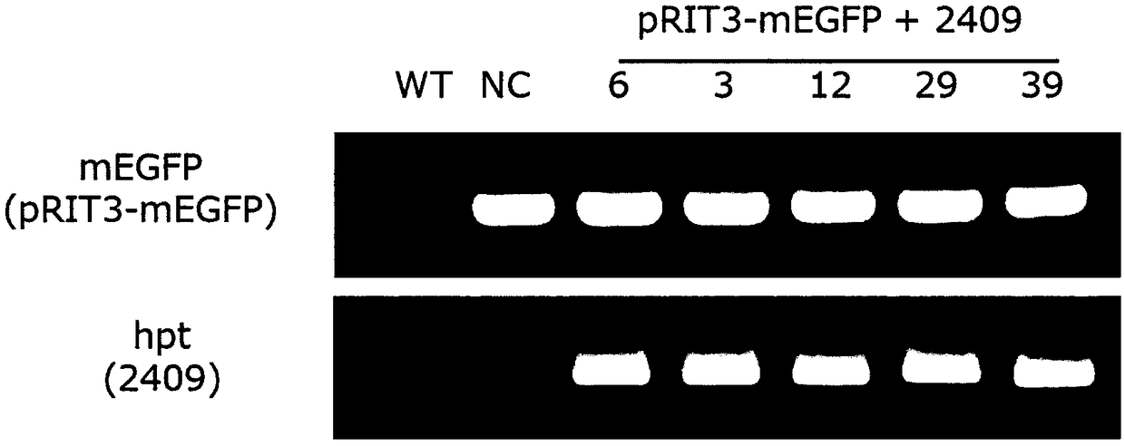 Method for converting monocot plant genome sequence in which nucleic acid base in targeted DNA sequence is specifically converted, and molecular complex used therein