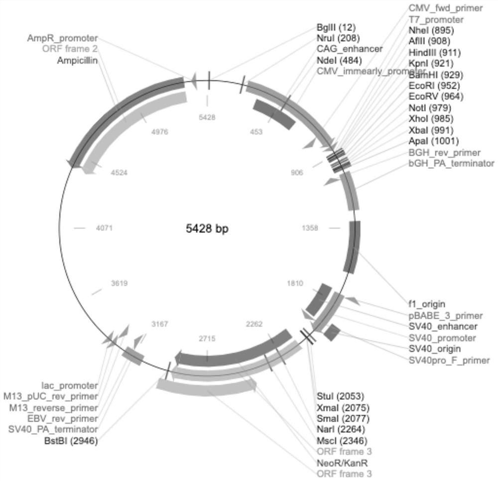 Coronavirus neutralizing effect protein and application thereof