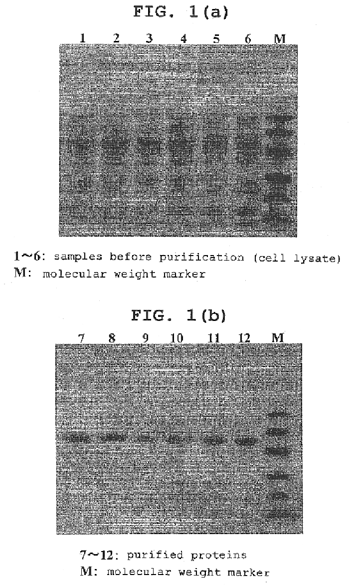 Magnetic carrier capable of binding with protein and purification method of protein utilizing the magnetic carrier