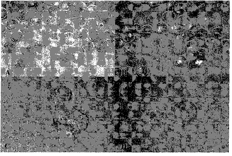 Method for cloning animal somatic cell