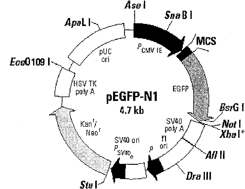 Method for cloning animal somatic cell