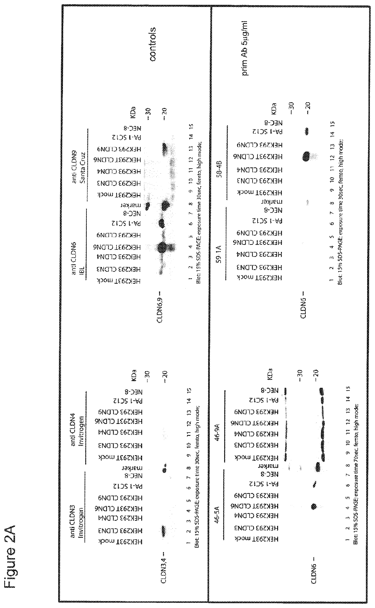 Antibodies useful in cancer diagnosis