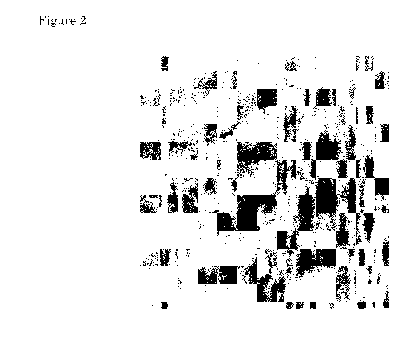 Economical process for the isolation of functional protein from plants