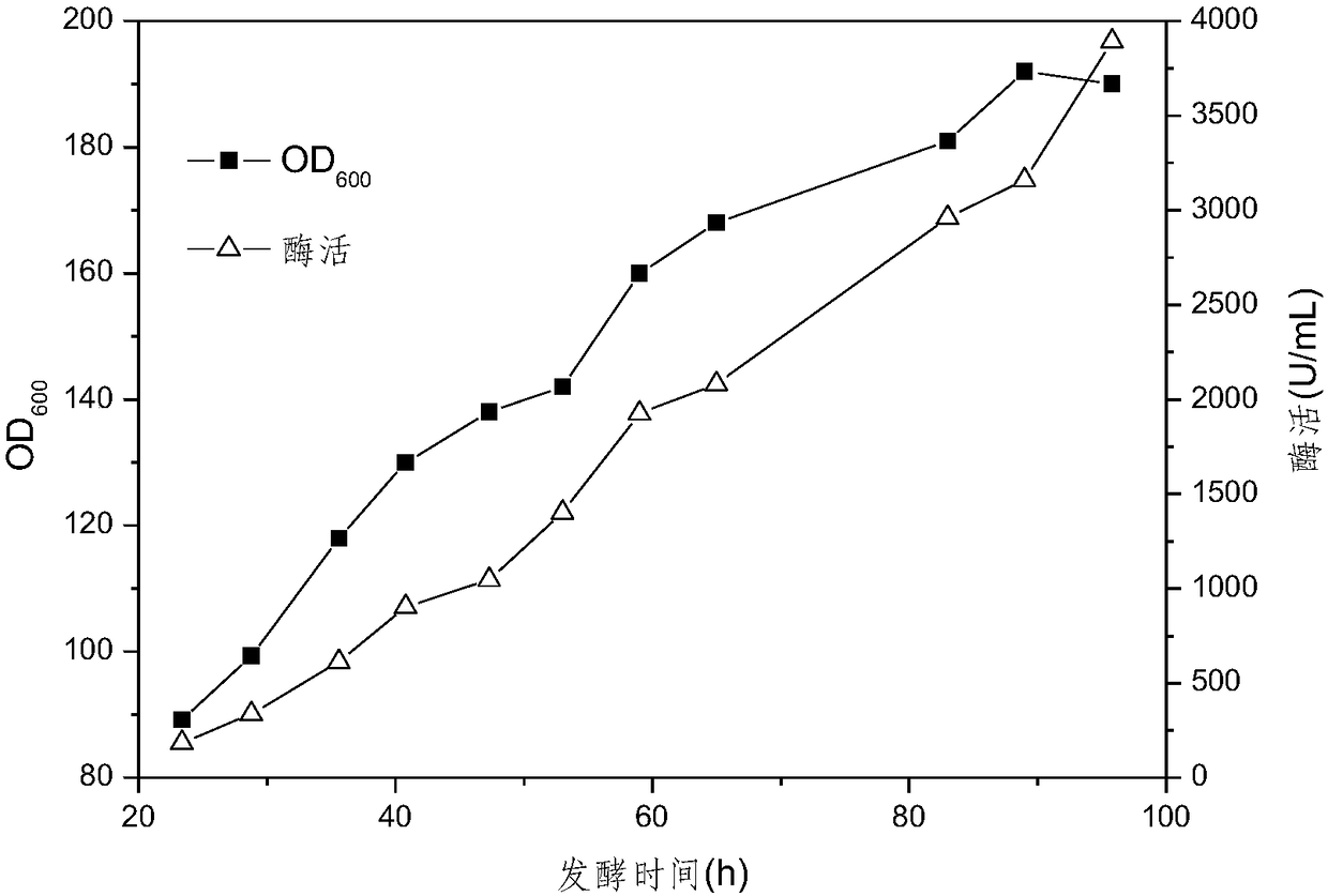 A high-density fermentation method of recombinant nitrile hydratase Escherichia coli genetically engineered bacteria