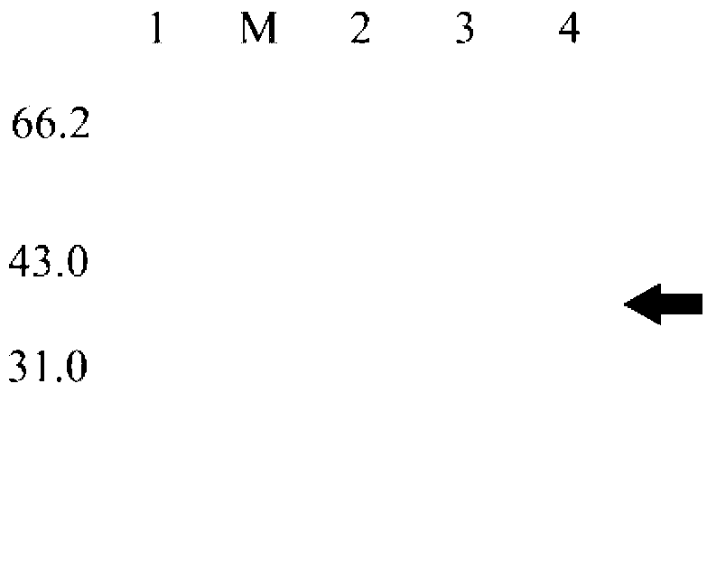 Endoglucanase coding gene, recombinase and application