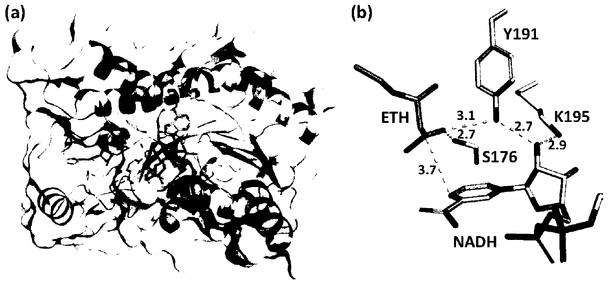 Recombinant ketoreductase and application thereof to preparation of (R)-3-hydroxybutyric acid and salt thereof