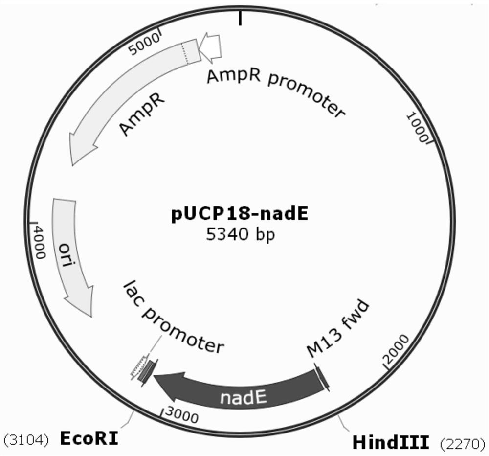 Pseudomonas aeruginosa as well as construction method and application thereof