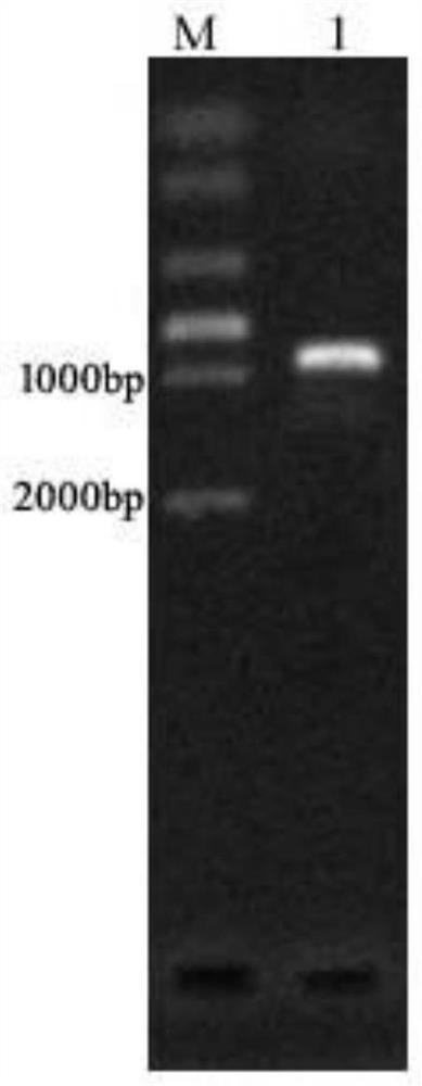 Pseudomonas aeruginosa as well as construction method and application thereof