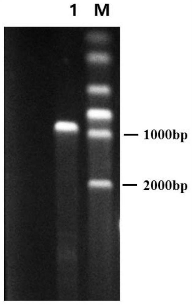 Pseudomonas aeruginosa as well as construction method and application thereof