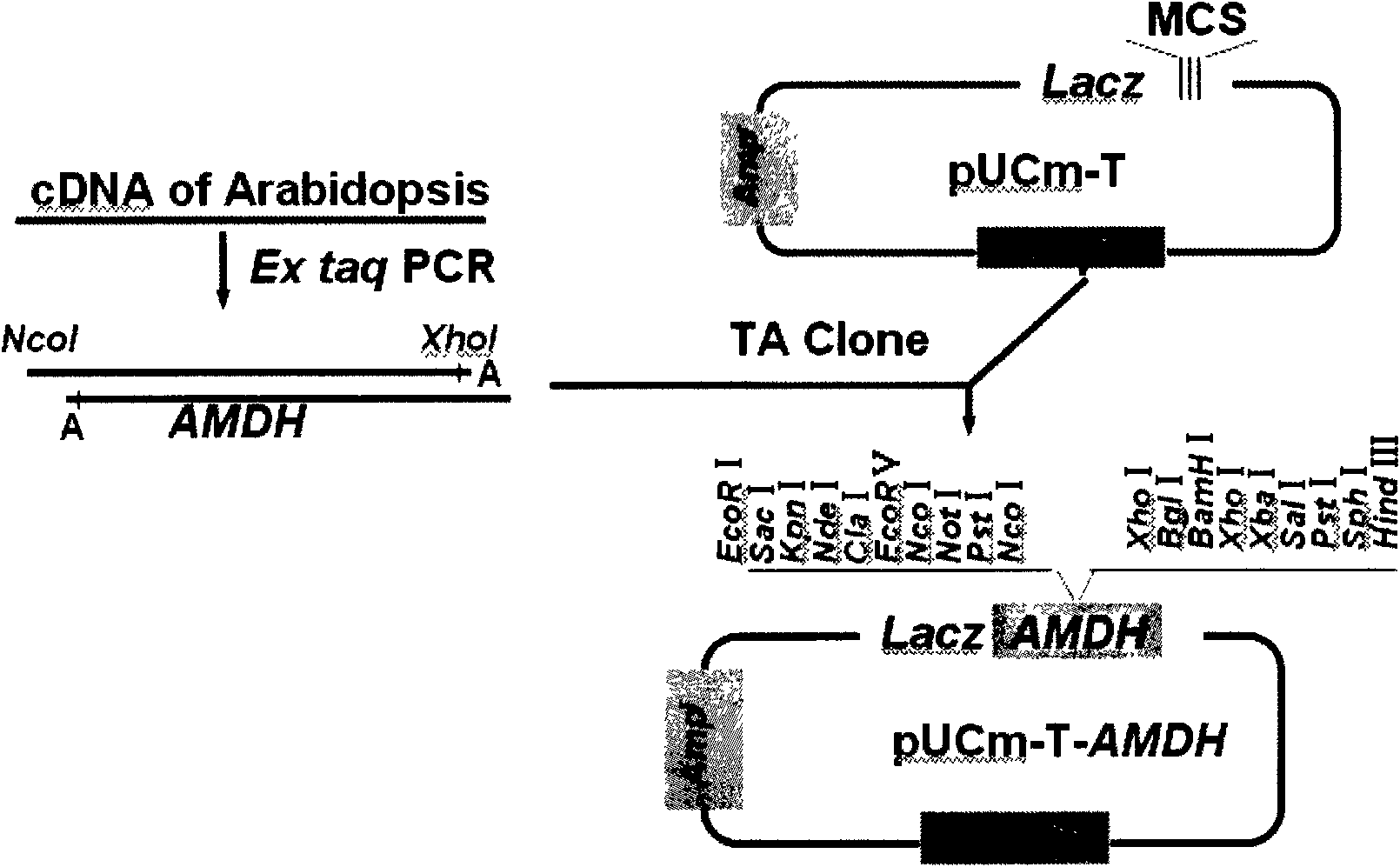 Plant expression vector of arabidopsis thaliana cytosolic malate dehydrogenase gene and application thereof