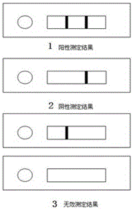 Hybridoma cell line capable of secreting monoclonal antibody against bovine immunoglobulin IgG and its application