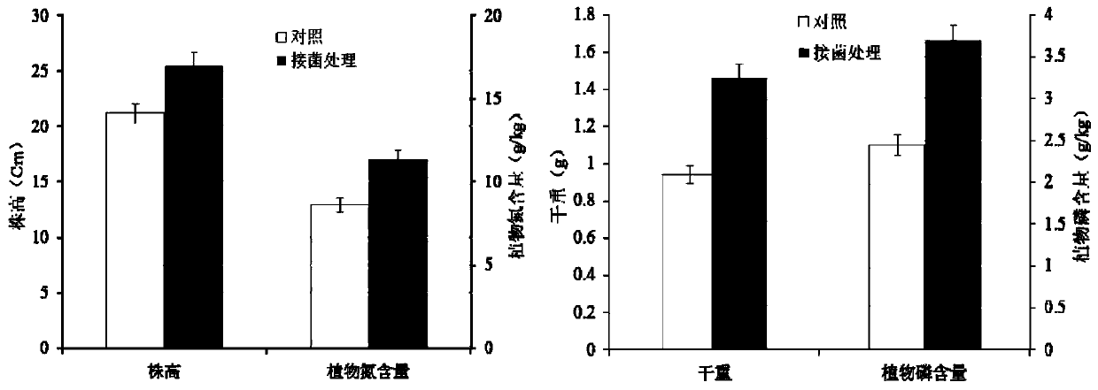 Klebsiella sp. P5 with phosphorus dissolving function and application of Klebsiella sp. P5