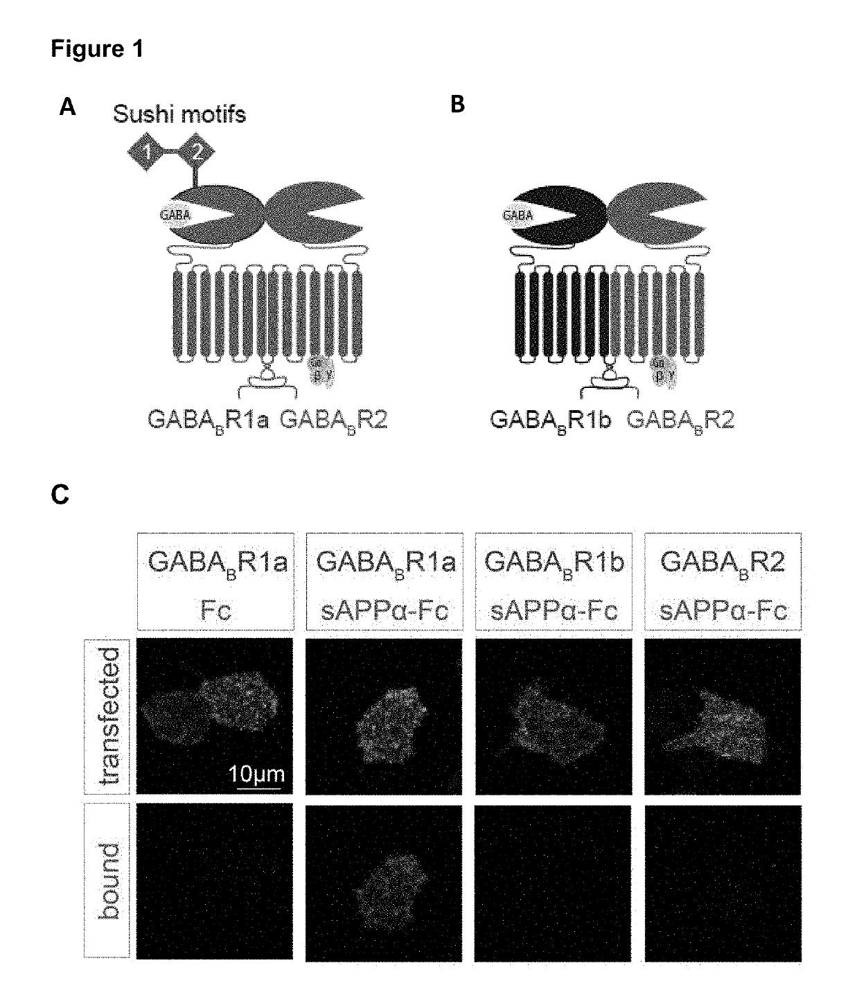 Therapeutic Agents for Neurological and Psychiatric Disorders