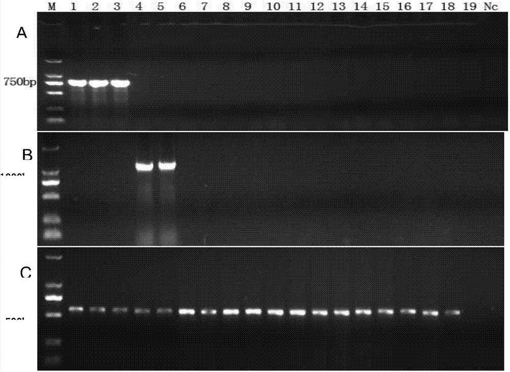 Multiple-PCR rapid detection method of salmonella and escherichia coli