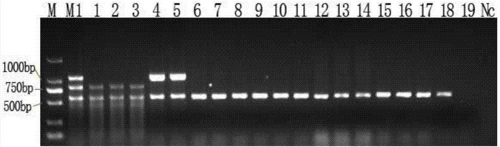 Multiple-PCR rapid detection method of salmonella and escherichia coli