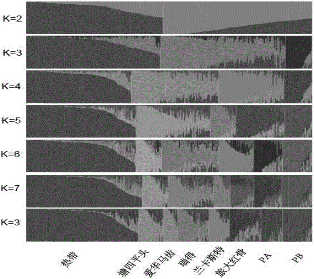 DNA chip and application of DNA chip in corn variety identification and breeding