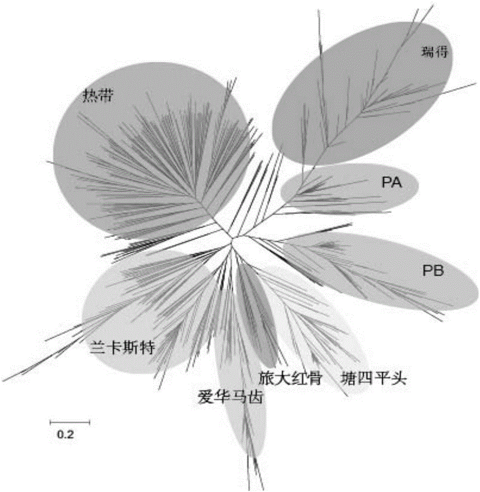 DNA chip and application of DNA chip in corn variety identification and breeding