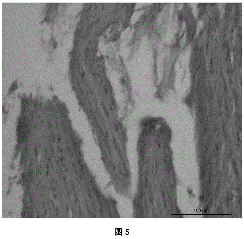 A Stanford A type aortic dissection animal model and a method for manufacturing the same