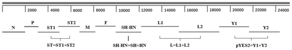 Recombinant parotitis virus particle, composition and application thereof