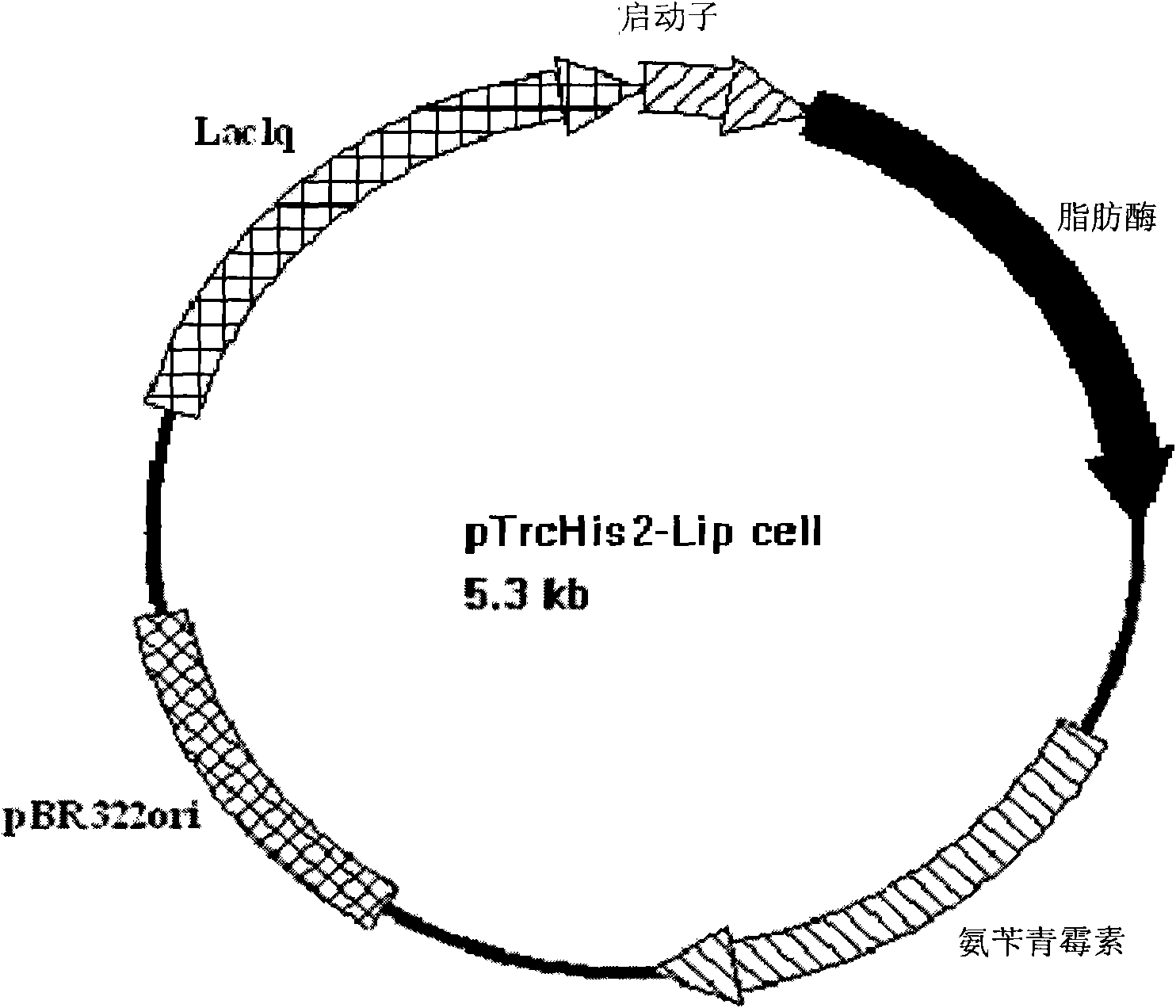 Thermostable lipase, expression of coding gene of thermostable lipase and applications of thermostable lipase