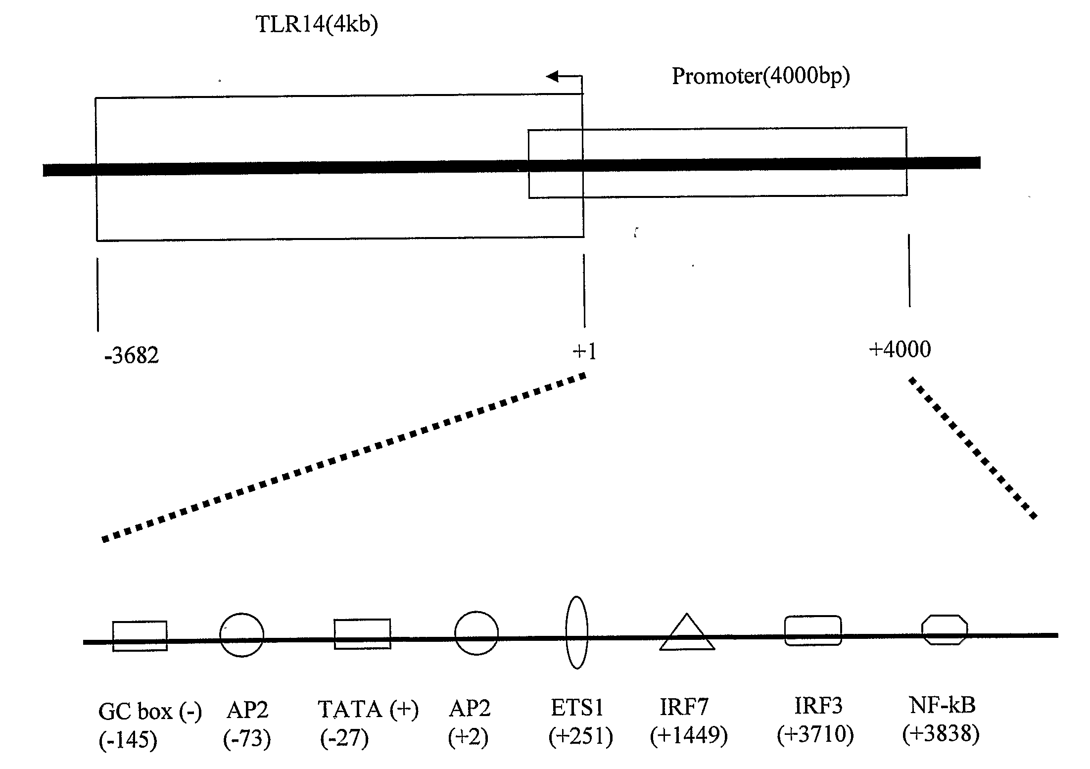 Polypeptides and use thereof