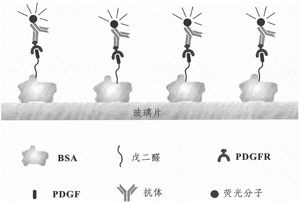 Tumour-associated protein detection method based on monomolecular counting