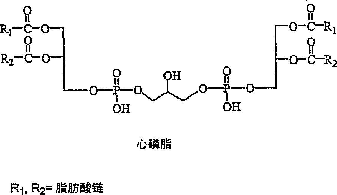 Cardiolipin molecules and method of synthesis