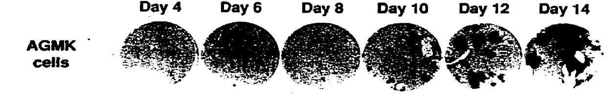 Method for producing an adapted virus population from an African green monkey kidney cell line